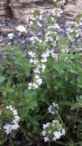 Nursery: Thyme, Common