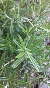 Rosemary 'Tuscan Blue'