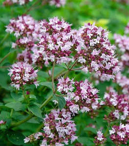 Nursery: Oregano