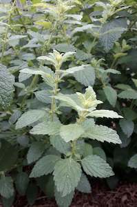 Nursery: Lemon Balm