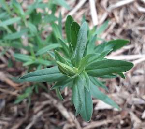 Nursery: Hyssop