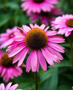 Nursery: Echinacea