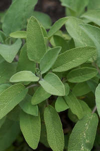 Sage, Common