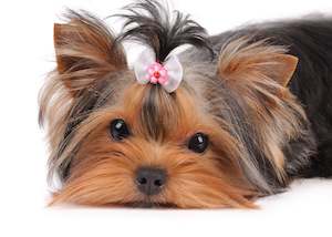 Dog grooming: Dog Grooming Bows with Bling!