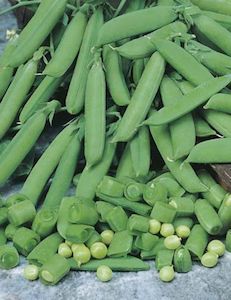 Pea Sugar Snap