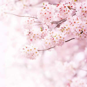 Delicate Flowers (Cherry Blossom) Mural