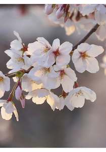 Cherry Blossom Mural