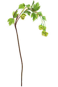 Alison's Acquisitions Tall Hop Flower