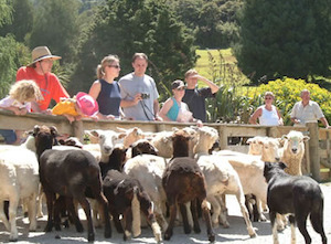 Auckland Sheep World Tour