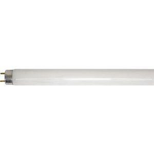 Fluorescent Tube T8 36 watt 83 Warm White