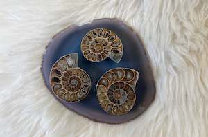 Raw Stones: Ammonite