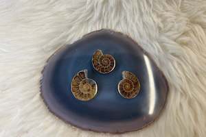 Raw Stones: Ammonite Mini