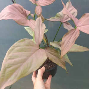 Syngonium Pink L 15cm Nursery Pot - The Little Things