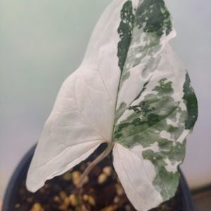 Syngonium podophyllum 'Albo' M 15cm - The Little Things