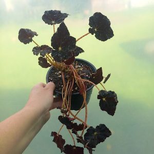 Begonia 'Chocolate' (rare) M 15cm - The Little Things