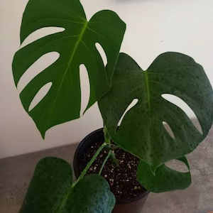 Monstera Deliciosa XL 26cm - The Little Things