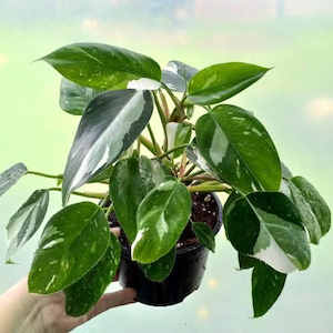 Philodendron White Princess L 15cm - The Little Things