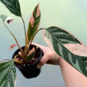 Ctenanthe Tricolour 10cm - The Little Things