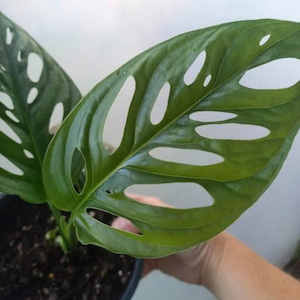 Monstera adansonii Monkey Mask M 15cm - The Little Things