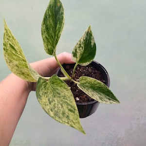 Pothos ‘Marble Queen’ S 10cm - The Little Things