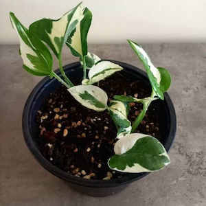 Pothos 'N'Joy' S 15cm - The Little Things