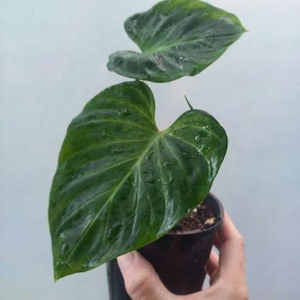 Stunning Philodendron verrucosum S 10cm - The Little Things