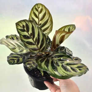 Calathea Makoyana M 14cm - The Little Things