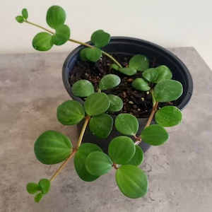 Peperomia Hope M 15cm - The Little Things