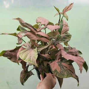 Syngonium Pink Splash L 15cm Nursery Pot - The Little Things