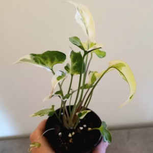 Syngonium Starlite (Rare) S 7cm Nursery Pot - The Little Things