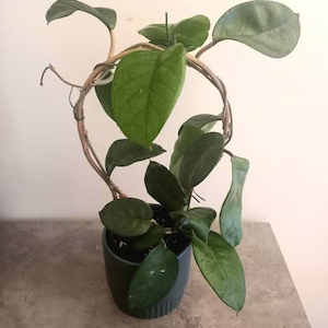 Products: Hoya fungii L 12cm - The Little Things