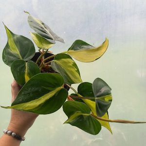 Philodendron Brasil M 14cm - The Little Things