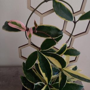 Variegated Hoya Krimson Queen L 15cm - The Little Things