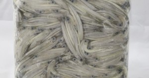 Internet only: 250gm West Coast Whitebait