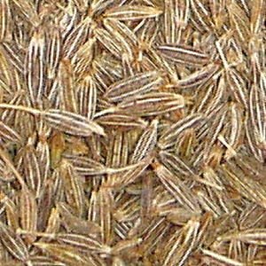 Cumin – Whole, jar