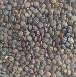 Health food wholesaling: Lentils – Puy style New Zealand