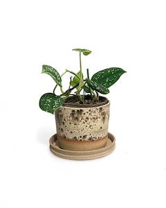 Satin Pothos