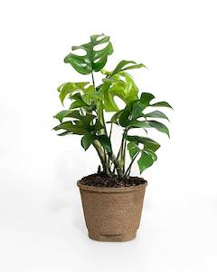 Philodendron Minima