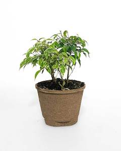 Ficus Benjamina