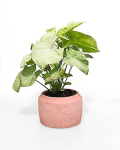 Indoor Plants: Syngonium Confetti