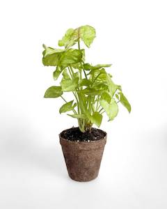 Indoor Plants: Syngonium