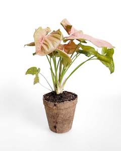 Indoor Plants: Syngonium Pink