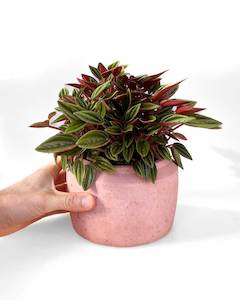 Pink Concrete Pot