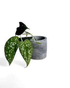 Small Black Plant Pot