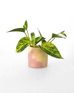 Small Marble Plant Pot