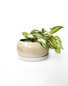 Ceramic Pots: Brown Ceramic Plant Pot