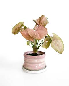 Pink Ceramic Plant Pot