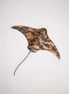 Art gallery: Stingray - Large