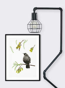 Tui on Kowhai - Giclée Print