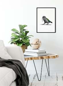 Art gallery: Kea w/ Keys - Giclée Print